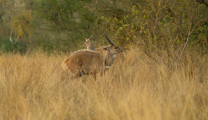 Listen out for the sound of the lion 