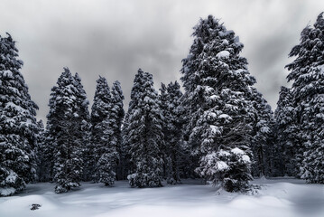 Otzarreta beech forest in the Gorbea natural park on a cold afternoon with the snowy forest