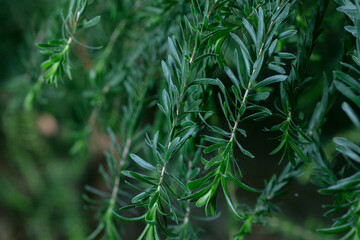 Scarlet kunzea-Kunzea baxteri