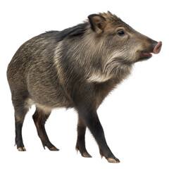 Collared Peccary AI Generated Image