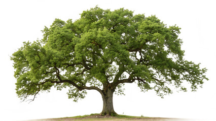 Majestic Oak Tree on a Hill &ndash; Symbol of Strength and Longevity isolated on white background as transparent. PNG. AI GENERATED