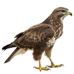 Obraz premium Common Buzzard AI Generated Image
