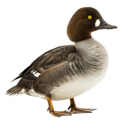 Common Goldeneye AI Generated Image