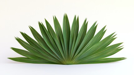 Fototapeta premium Fan Palm Leaves Against White Background