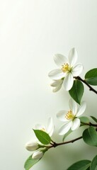 Obraz premium White jasmine blossoms unfurl against an empty white canvas, flower fields, blossoms, minimalism