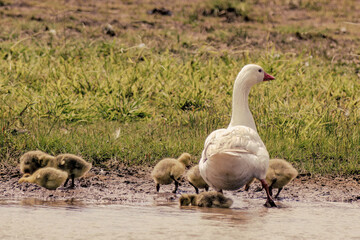 A brood of goslings and their mom goose get out of the water of a lake after a morning bath, in a farm near the colonial town of Villa de Leyva in central Colombia.