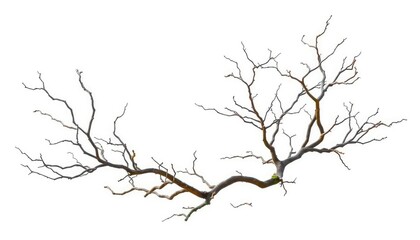 Obraz premium Bare, gnarled branches isolated against a pure white backdrop, image, spring