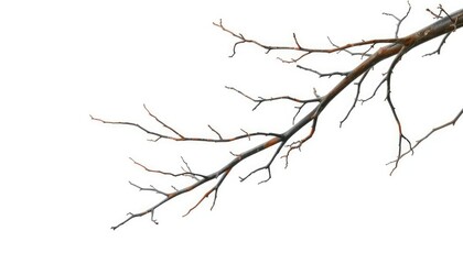 Bare, twisted branches isolated on pure white backdrop, form, backdrop