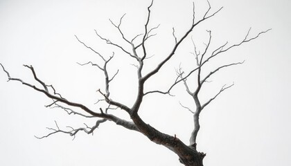 Obraz premium Bare, gnarled branches isolated on pure white background, abstract, winter