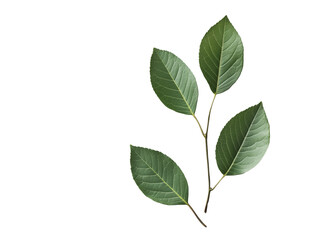 Obraz premium Experience the revitalizing essence of green tea: fresh green leaves steeped in hot water for a soothing beverage with invigorating flavor, delightful aroma, and numerous health benefits.