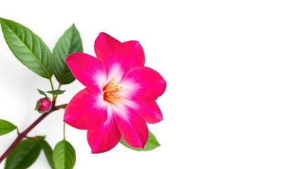 A single, vibrant bloom isolated on a pure white background, close-up, backdrop