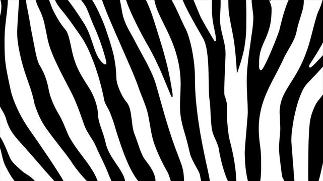 Zebra stripes background on a seamless loop