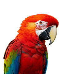 Obraz premium Close-Up of a Majestic Scarlet Macaw