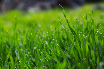 Dew drops on blades of grass.