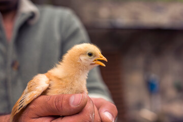Little chick sitting on the human palm