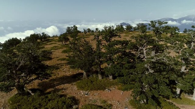 mountain landscape with trees