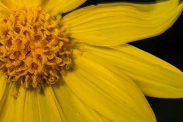Closeup of an arrowleaft balsamroot wild flower