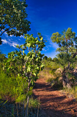 Footpath and tropical savannah vegetation in Nitmiluk National Park, Katherine, Northern Territory, Australia.