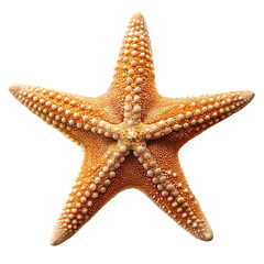 starfish isolated on white background