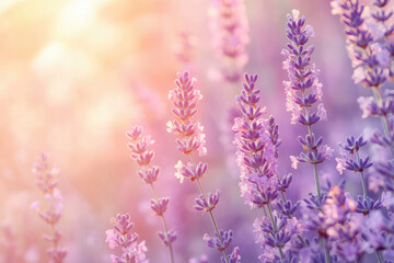 Obraz premium Sunlit lavender field, delicate purple blossoms bathed in golden light, serene and peaceful.