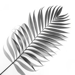 Fototapeta premium Monochrome Palm Leaf Composition Shadow and Light, Minimalist Design, Tropical Foliage Palm leaf, shadow photography