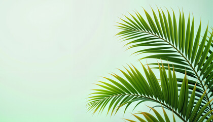 Obraz premium Close-up of vibrant green palm leaves against a minimal background, ideal for nature-themed designs and educational materials