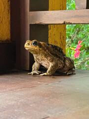 Brown toad enjoying its day