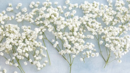 Delicate white flowers arranged on a light blue background