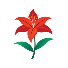 red lily flower on white background