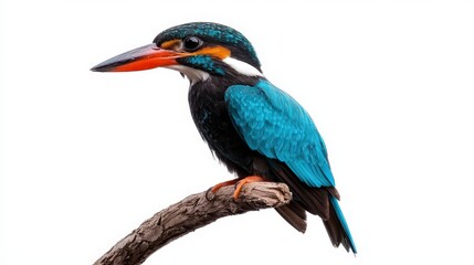 Colorful Kingfisher Perched on Branch, White Background