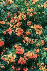 Obraz premium View of a marmalade plant in full bloom, captured in a garden in the eastern Andean mountains of central Colombia.
