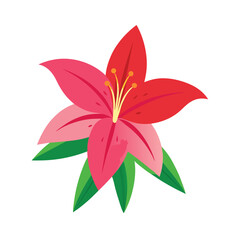 pink lily isolated on white background