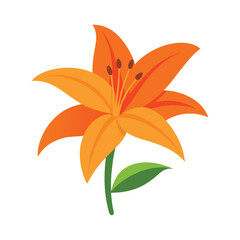 orange lily flower on white background