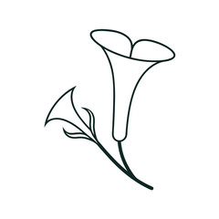 lily line art on white background
