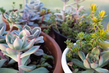 Vibrant Succulent Plants in Pots – Echeveria, Sedum, and Crassula in a Close-Up Garden Scene for...