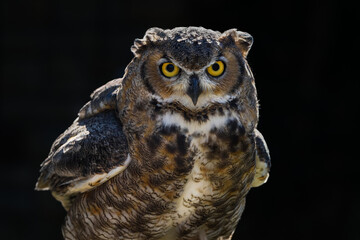 Great Horned Owl (Bubo virginianus) Fluffs Up and Stares Out