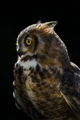 Great Horned Owl (Bubo virginianus) Head Tilted Down Looks Left