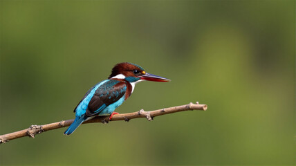 kingfisher on a branch