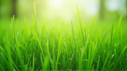 Obraz premium green grass background