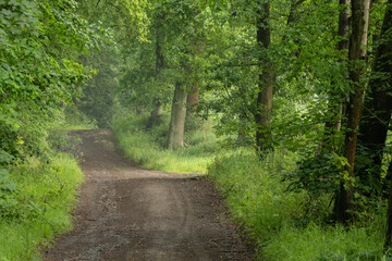 Obraz premium Narrow paths wind between tall conifers, where lush green undergrowth carpets the forest floor. Diffused light creates a peaceful atmosphere in this serene woodland haven.