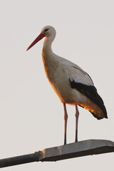 bellezza al tramonto