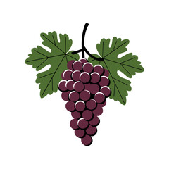 Fototapeta premium Bunch of Purple Grapes with Green Leaves Vector Illustration