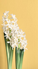 White hyacinth on golden background, copy-space, place for text.