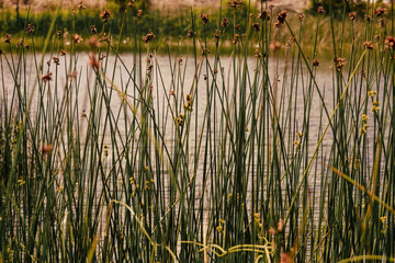 Obraz premium Close-up view of some bur-reed growing at the edge of a lake, in a farm near the colonial town of Villa de Leyva, in central Colombia.