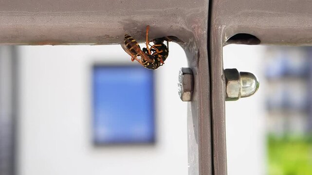 A wasp living in the pipes of residential multi-panel buildings poses a threat to the residents of the building, slow motion