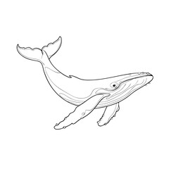 Detailed Vector Illustration of Humpback Whale in Minimalist Line Art Style