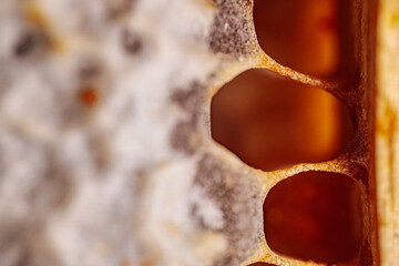 A close-up macro shot of a textured beeswax surface with a natural bumpy pattern and subtle color...