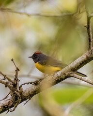 A small exotic slate-throated whitestart perched on an alder branch, in a forest in the eastern Andean mountains of central Colombia.