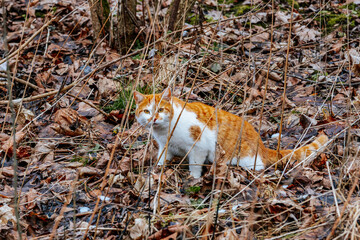 A ginger and white cat moves cautiously through a forest covered in dry leaves and bare branches. The natural environment blends with the cat’s fur, creating a quiet and observant scene.
