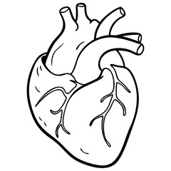 Obraz premium Anatomical Heart Vector Illustration Medical Science Education Design